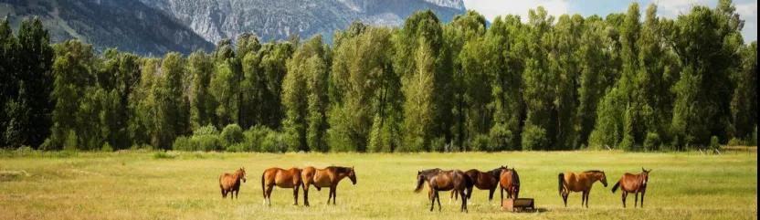 1587383113990607.jpg 1587383113990607.jpg